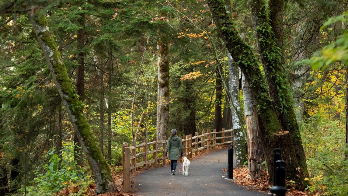 A woman walk a dog along a paved path, lined with a wood fence.
