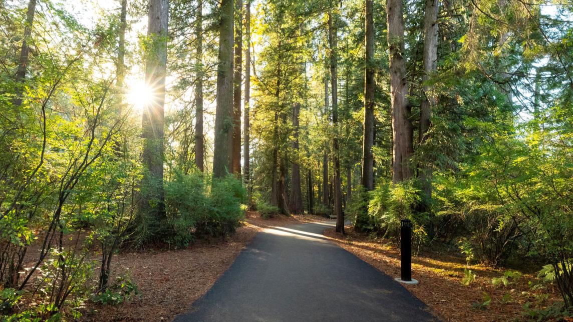 Morning sun breaks through the trees onto a pave path. 