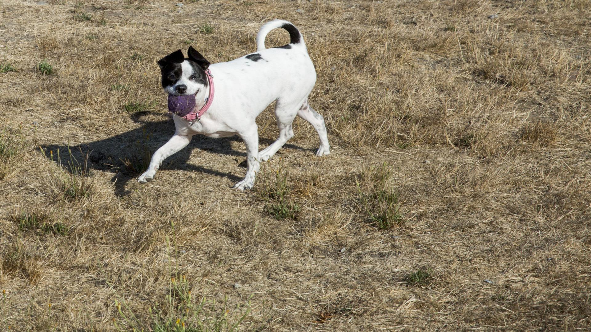 A black and white dog with a red collar happily brings back a purple ball to its owner in a grassy field.