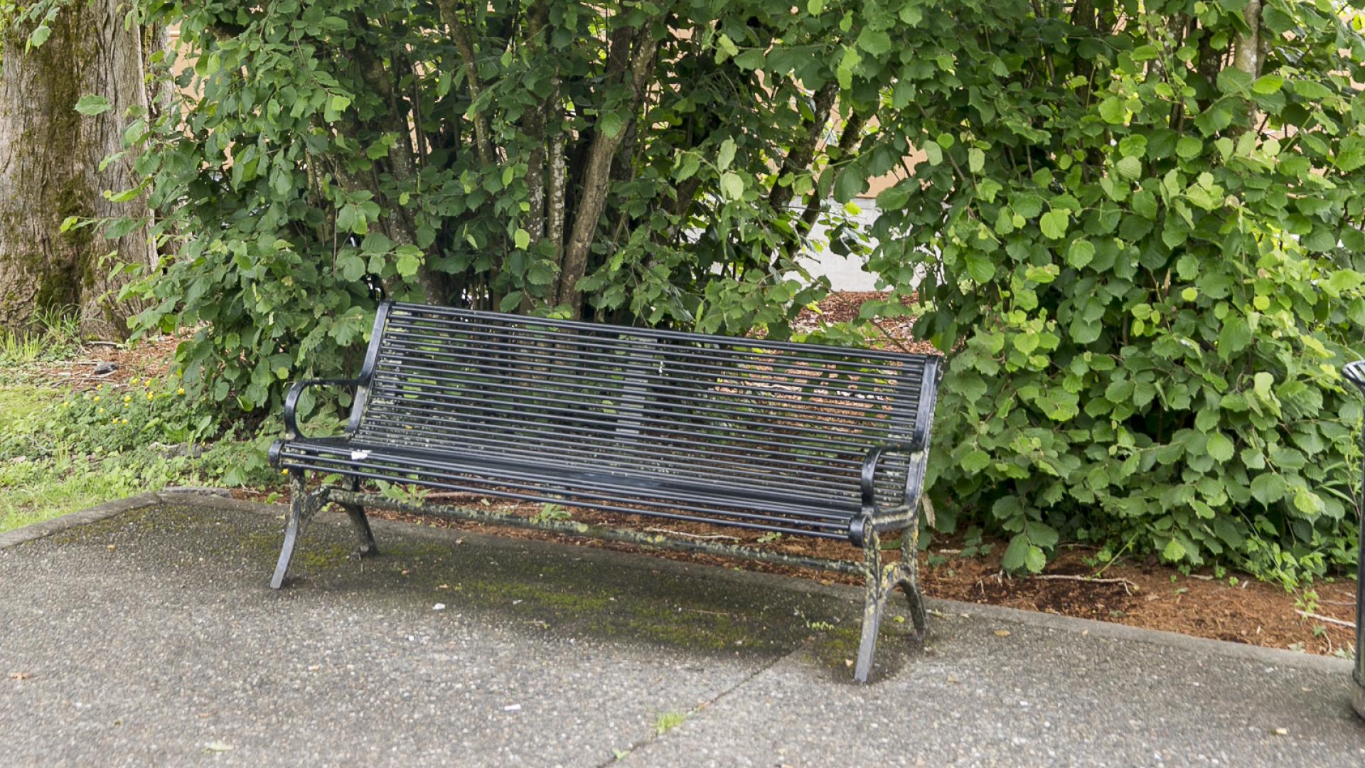 A metal bench sits on a paved pathway next to a large bush.