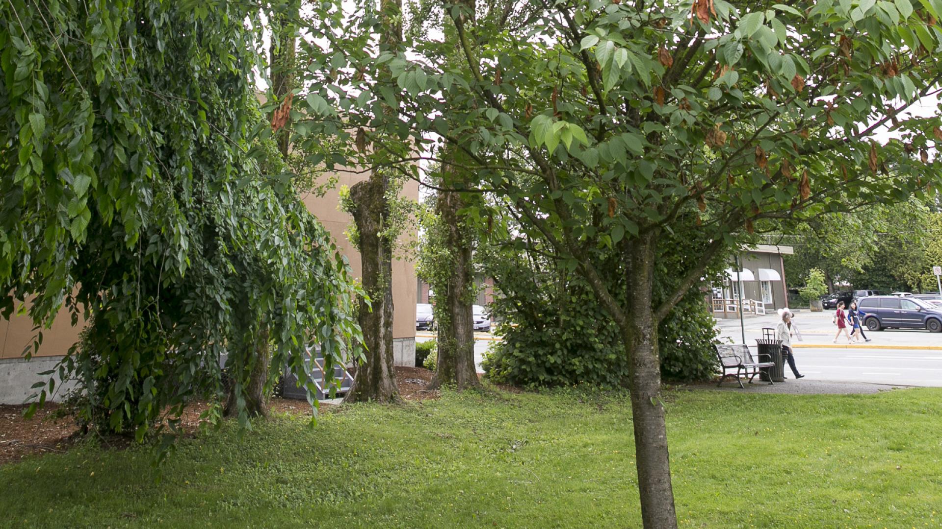 Trees line a walkway next to an open green space.