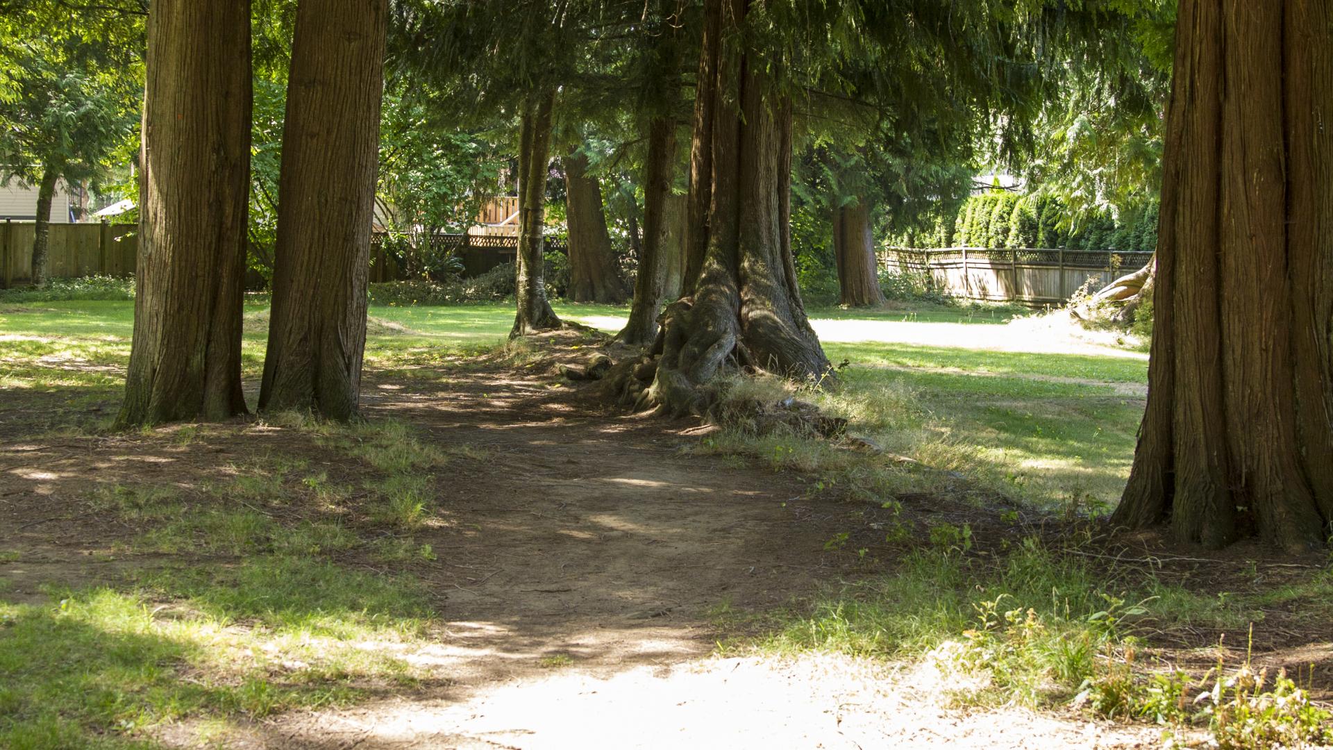 A dirt path through as shady patch of trees.
