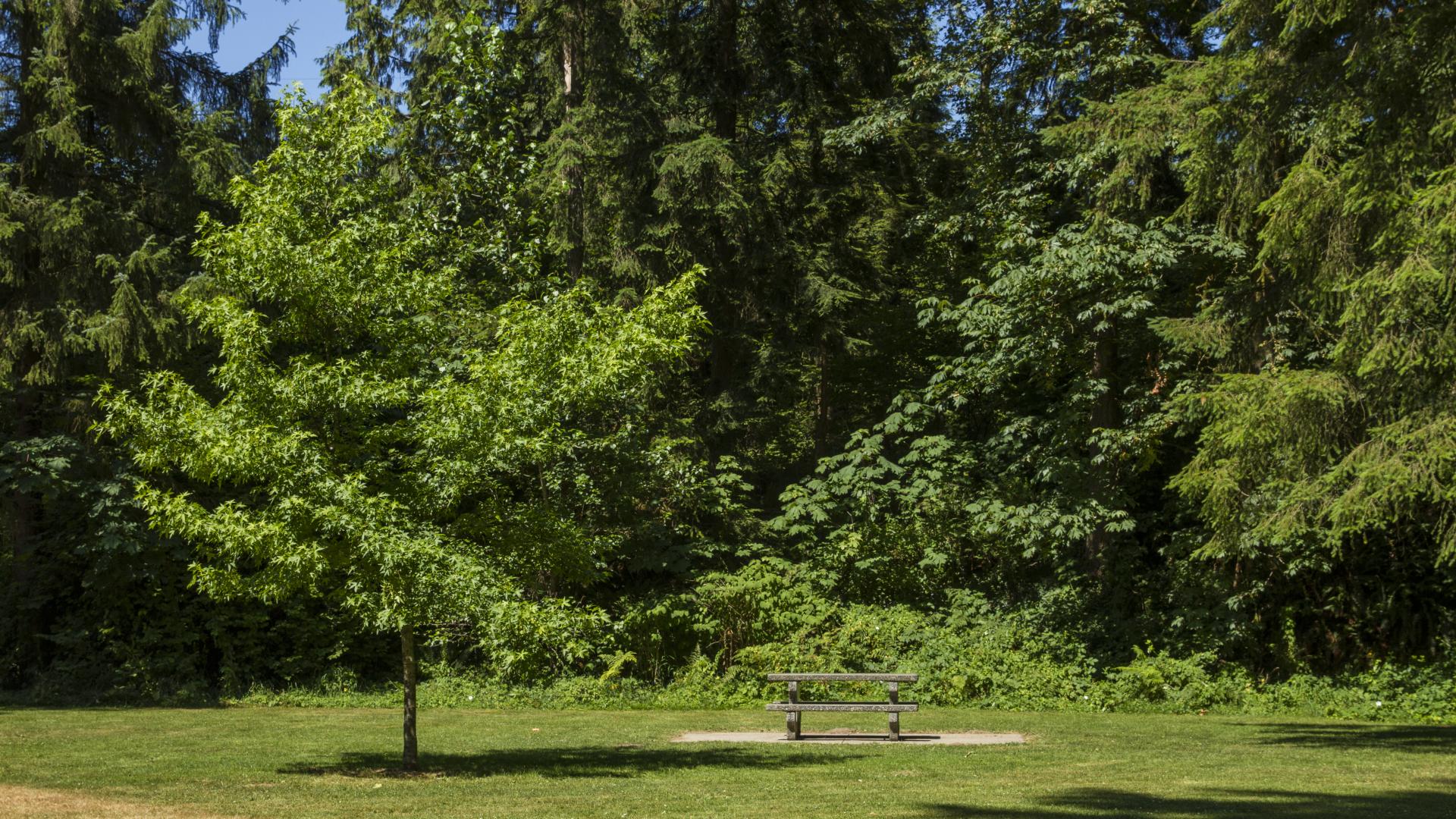 A picnic table in a sunny clearing, with a small tree next to it.