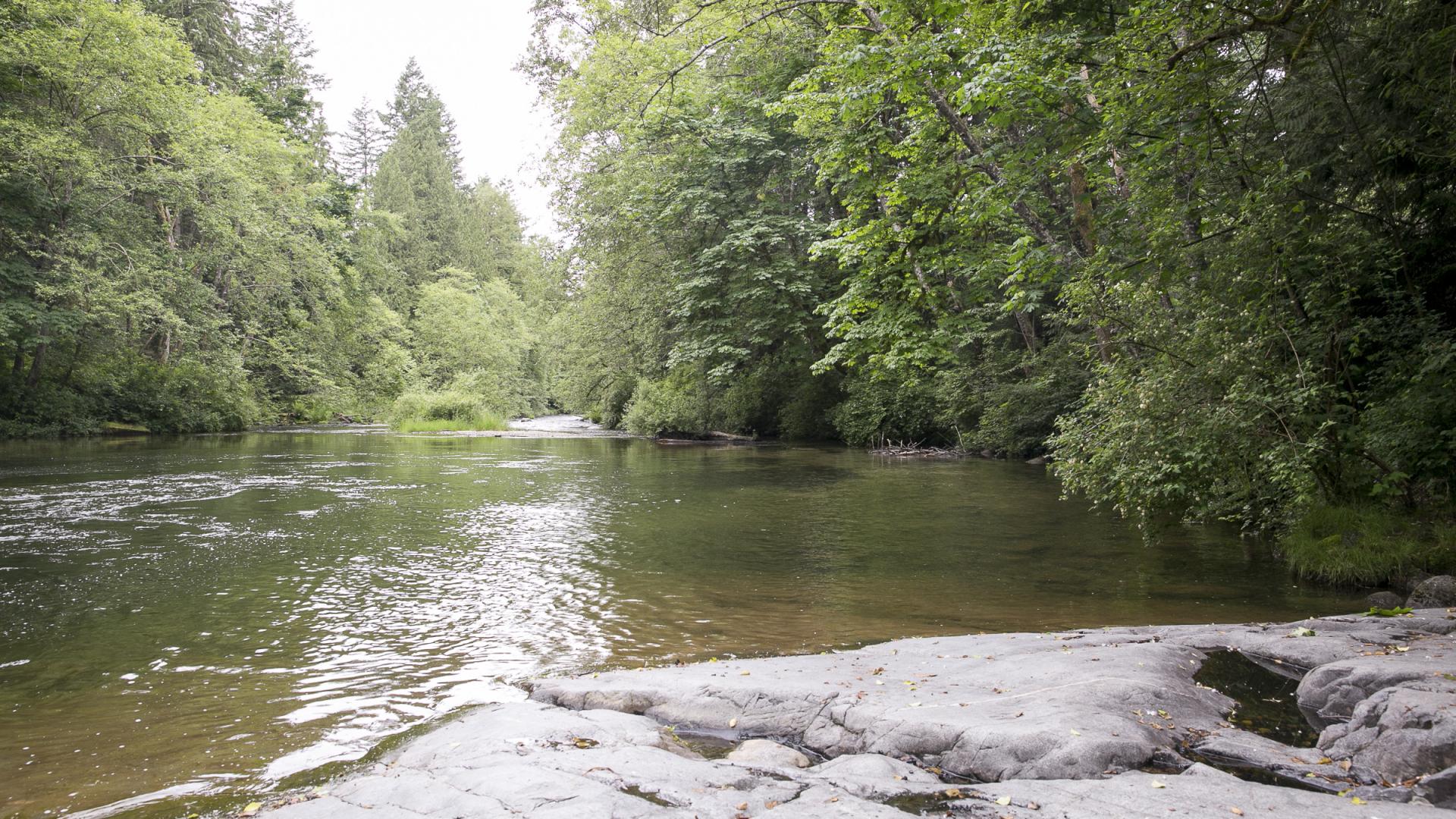 A river rolls over a rocky patch. Branches from trees overhang the water.