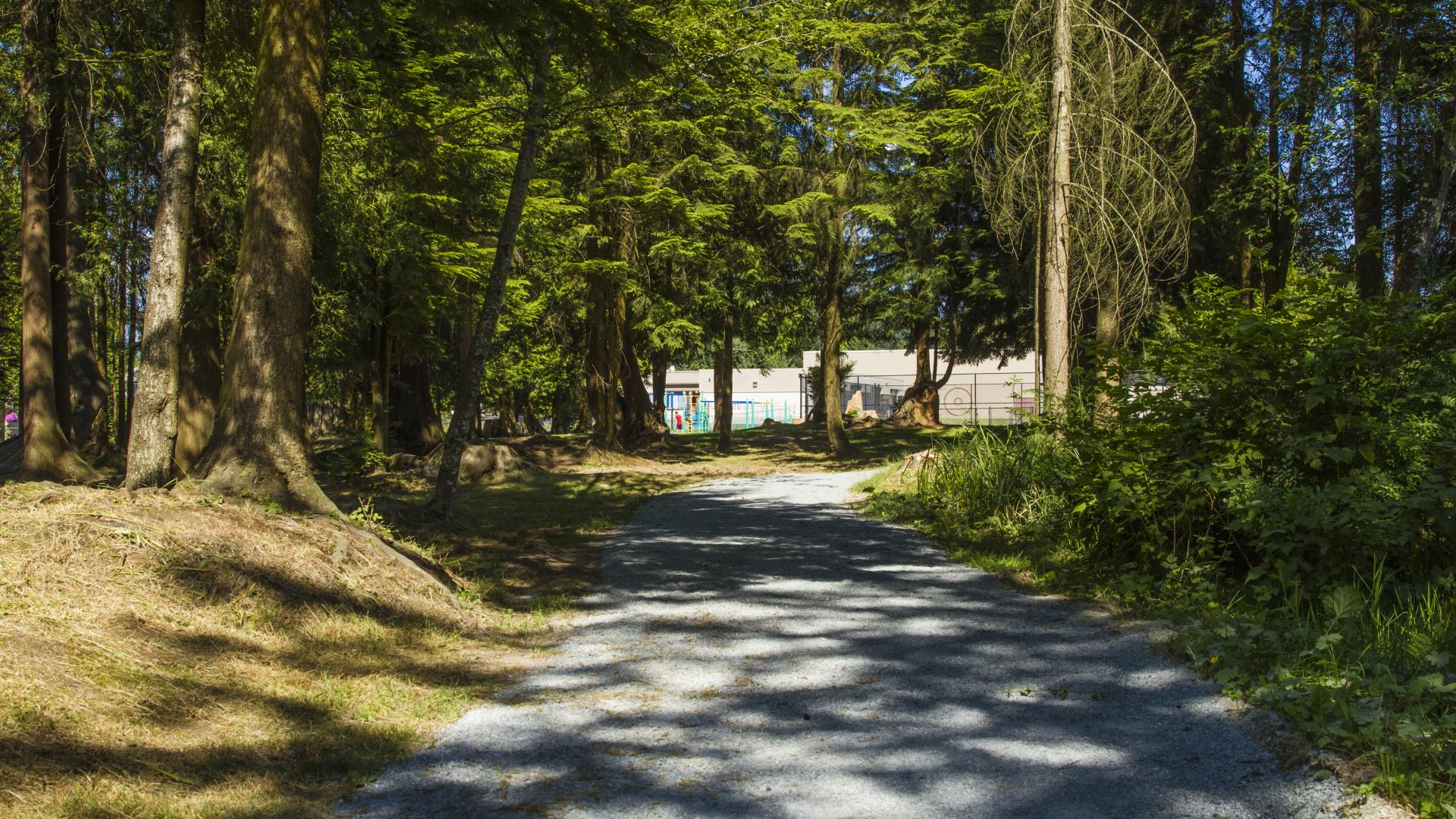A partially shaded trail through a forest.