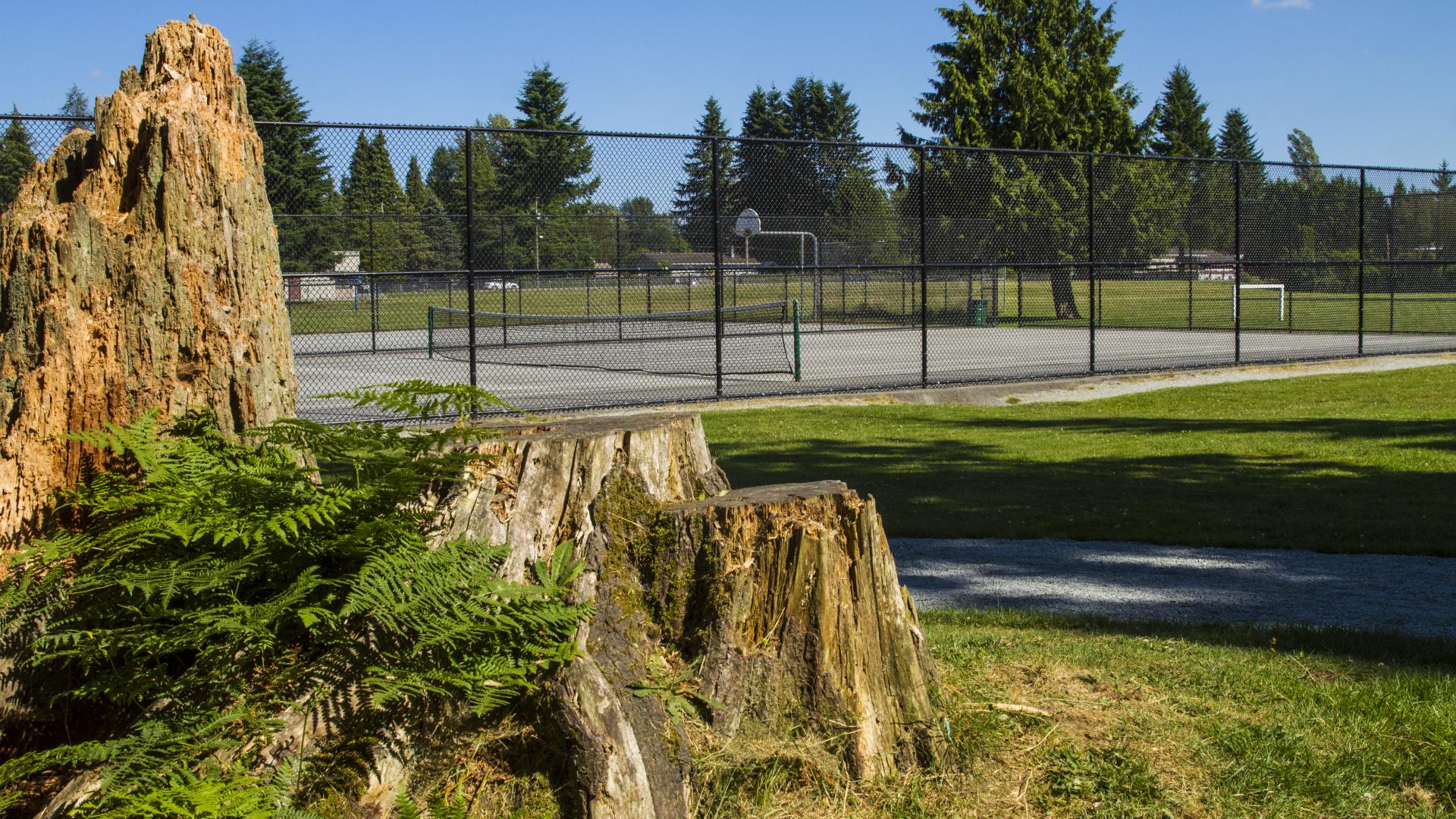 A small garden with large tree stumps next to a fenced in sport court.