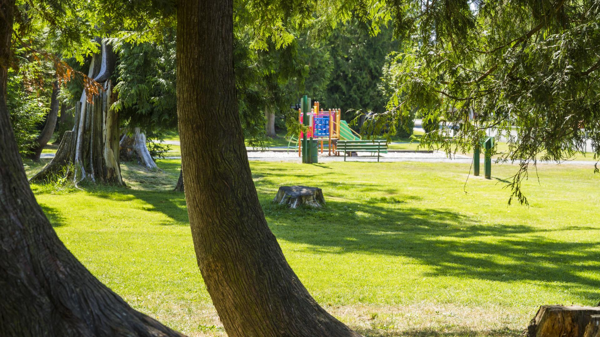 A slightly bent tree throws shade across a grassy area near a playground.