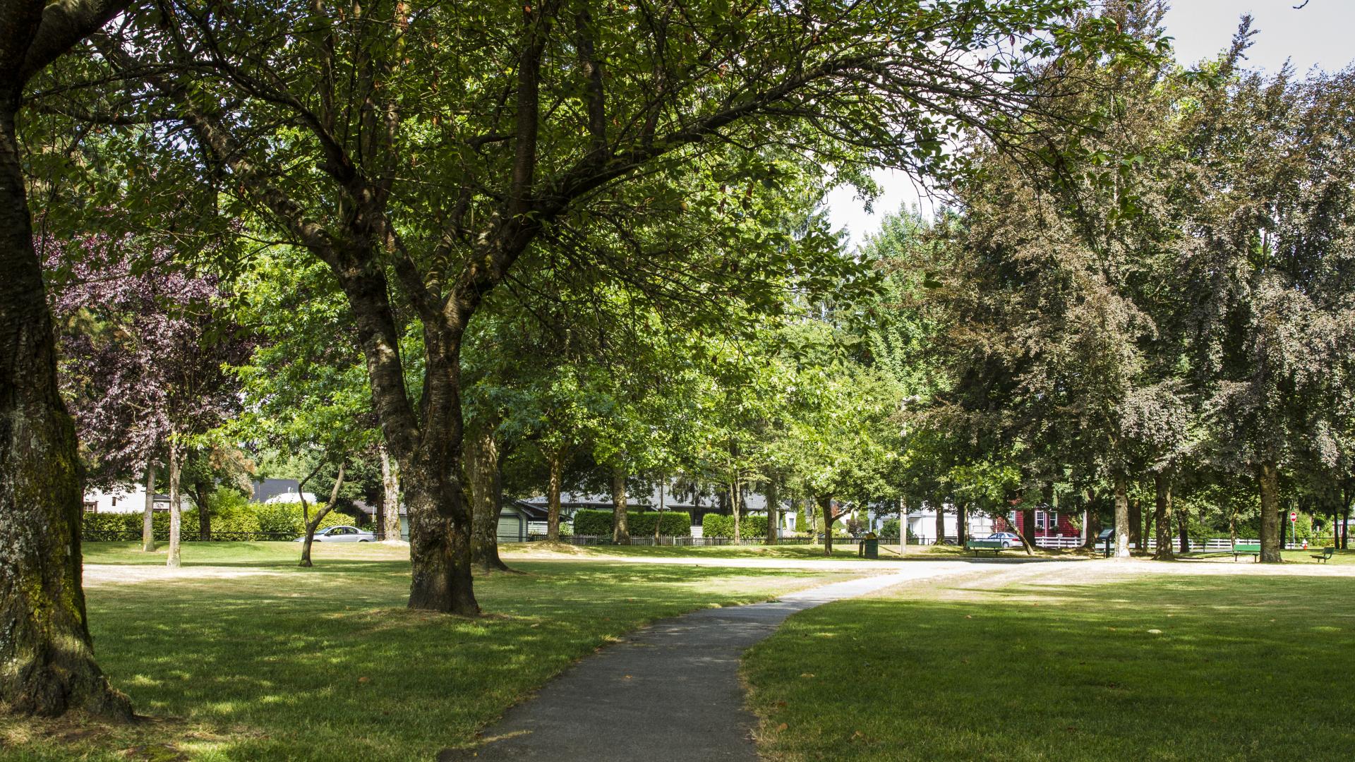 Leafy green trees line a paved footpath through the grass.