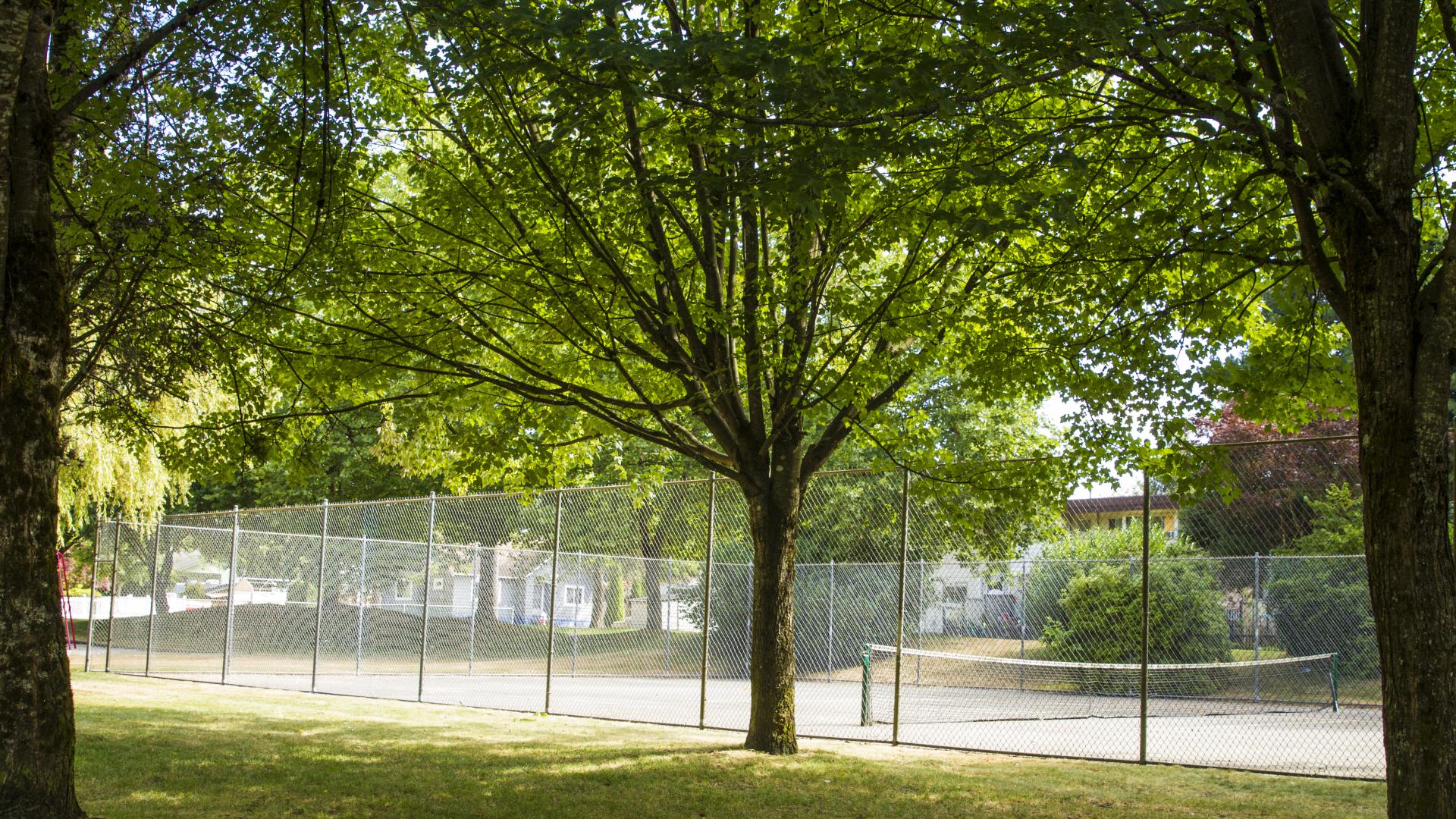 Three trees canopies merge to create a large shady spot on the grass next to a fenced in sport court.