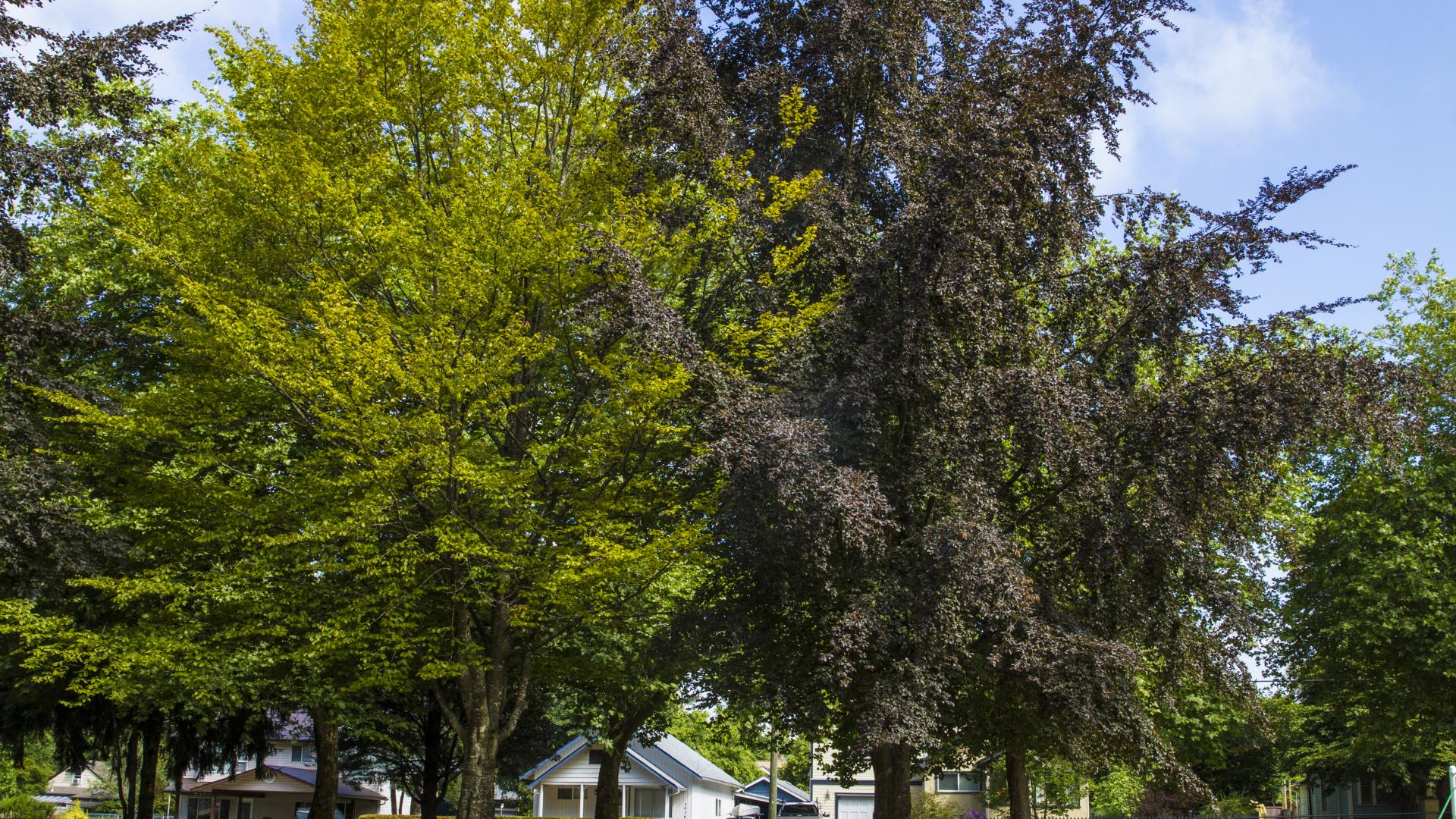 Two tall trees with multiple shades of green leaves intertwine their branches.