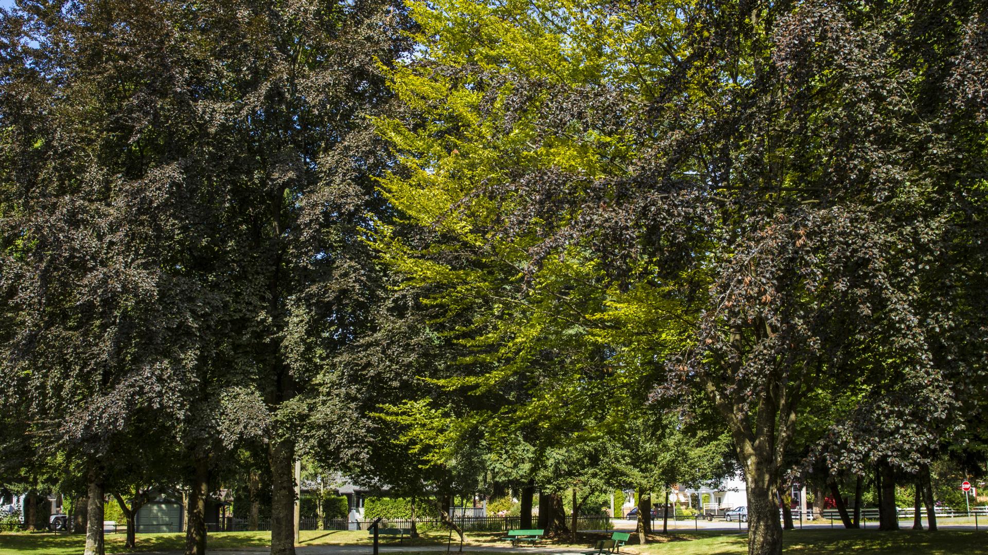 A cluster of trees create a large shady patch in a grassy area.