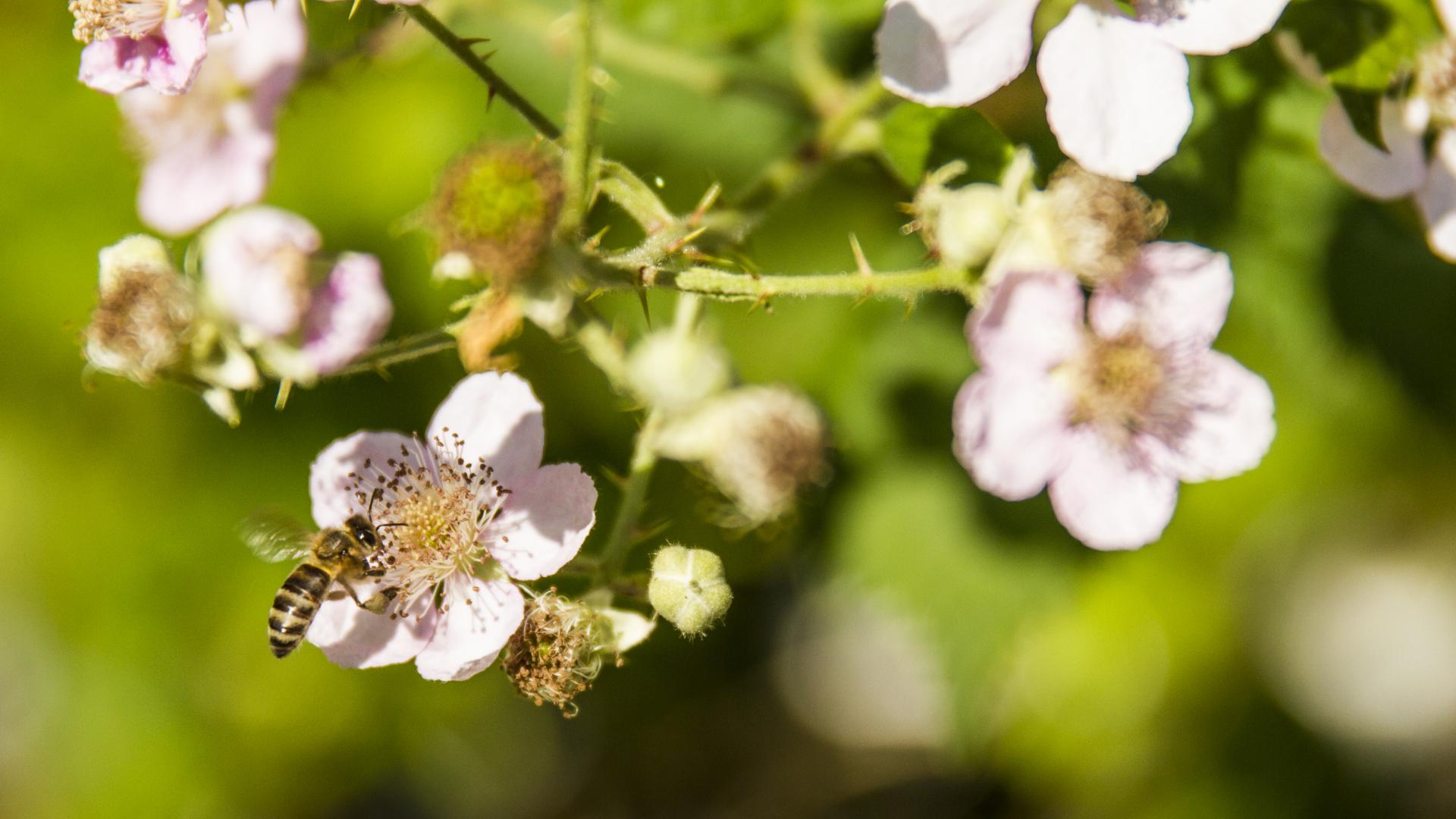 A bee lands on one of several small, light pink blackberry flower blossoms.