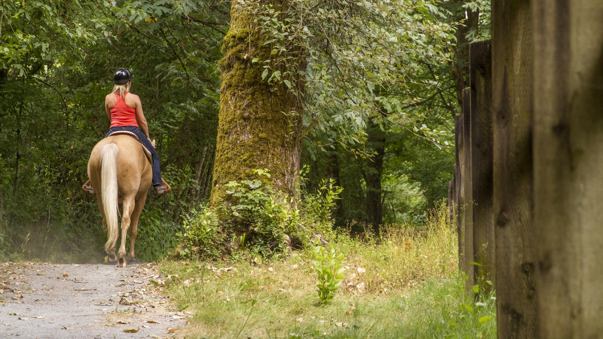 An overgrown paved pathway leading into a forested area. On the pathway a woman rides toward the forest on a horse.