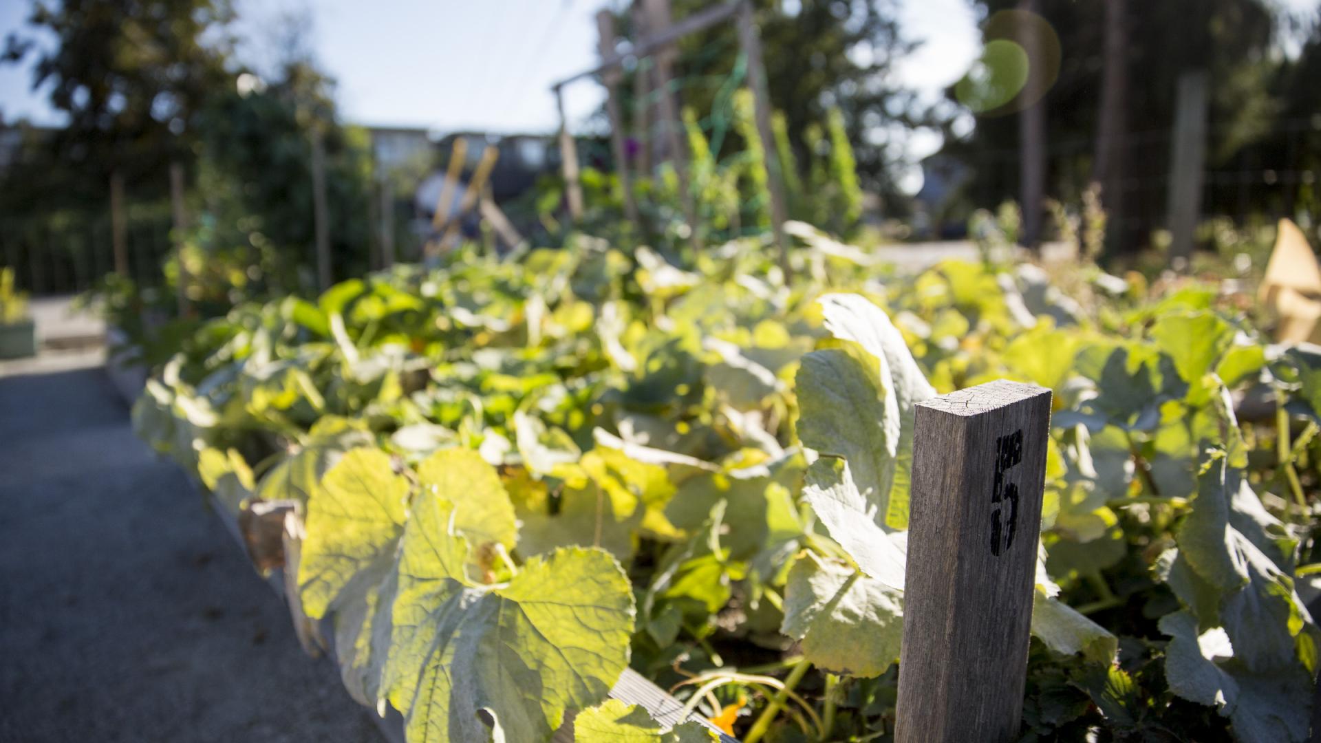 A wooden stake rise from the dirt of a raised planter teeming with cultivated garden greenery.