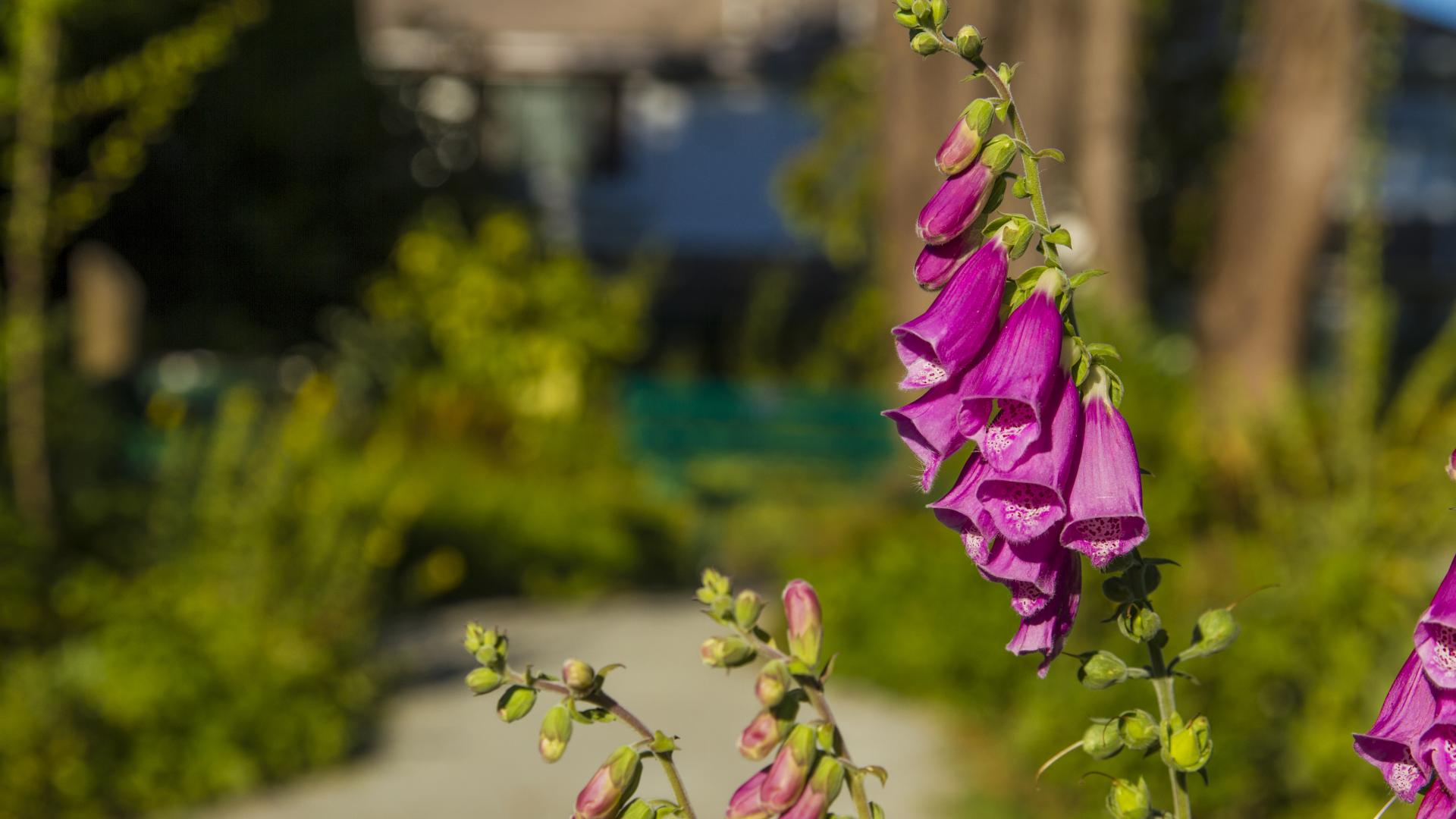 Pink flowers in tall, droopy clusters of about 10.