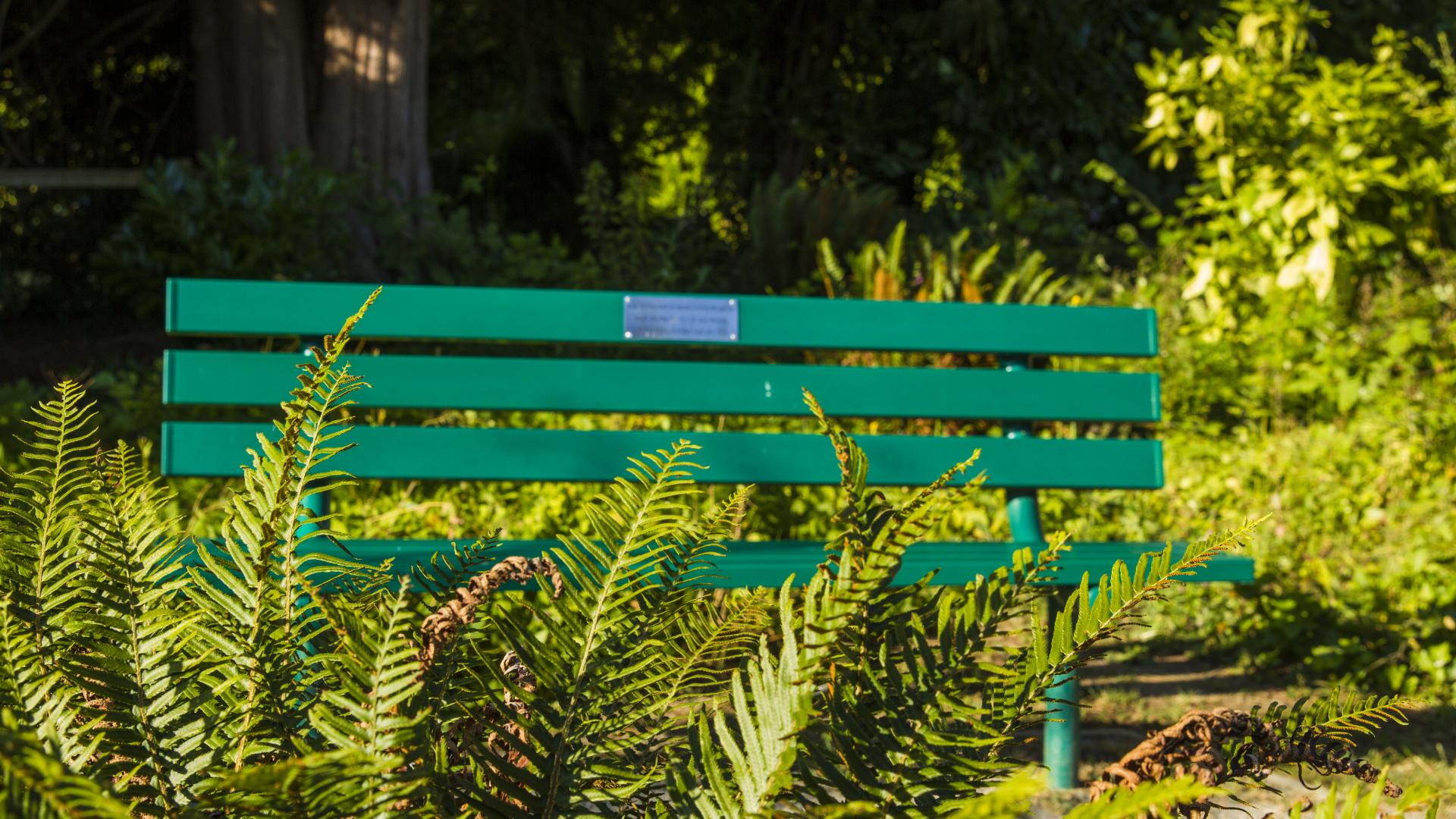 A green park bench surrounded by gardens of ferns.