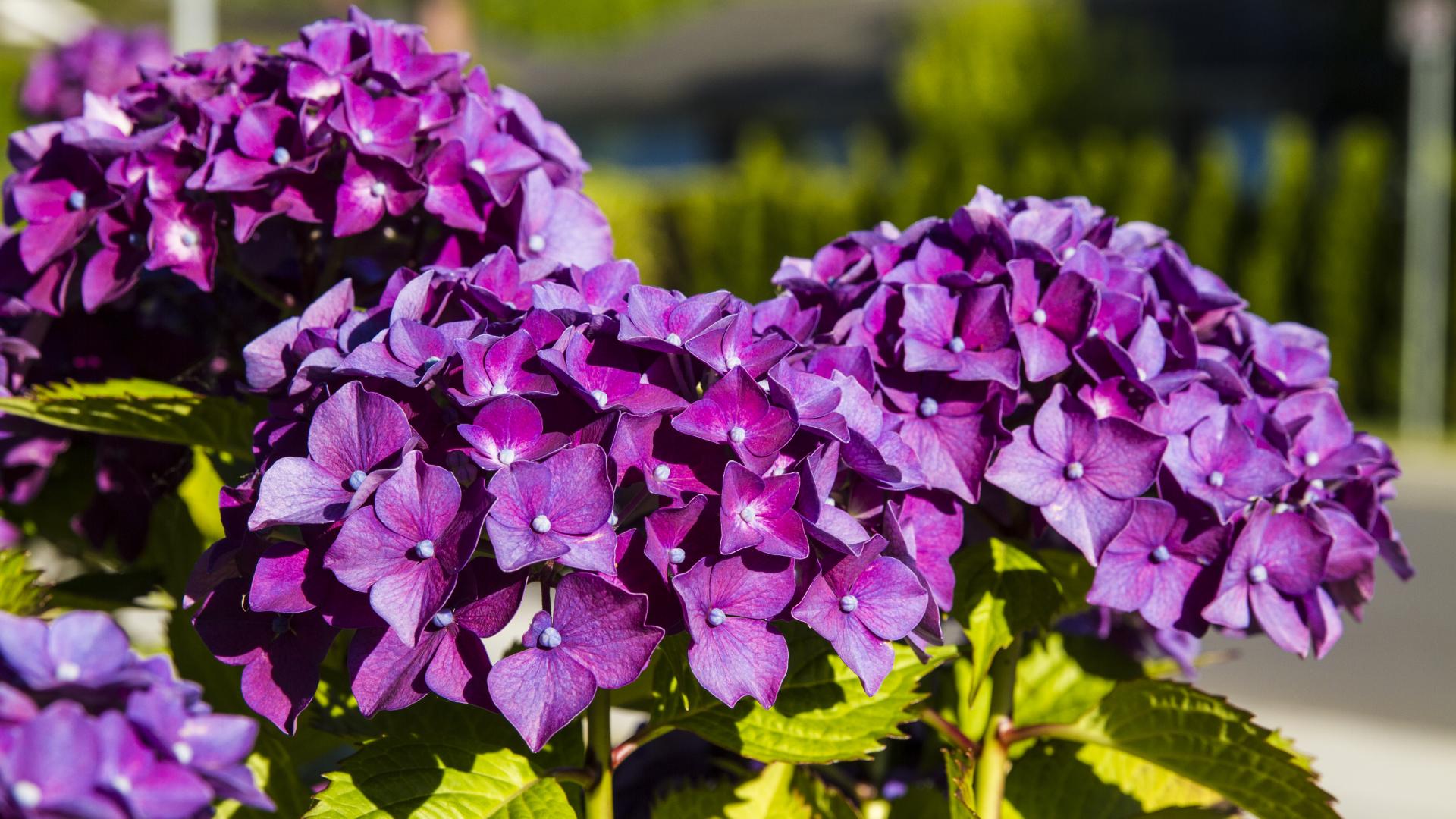 Large bundles of small purple flowers on a bush.