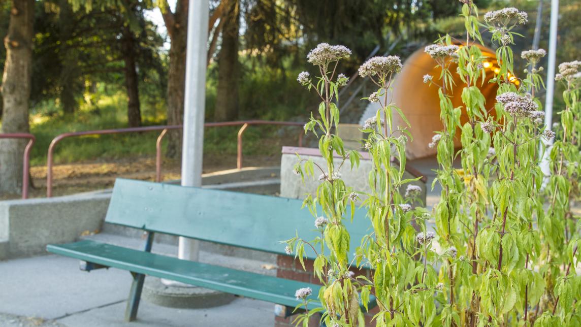 A teal bench surrounded by greenery. 