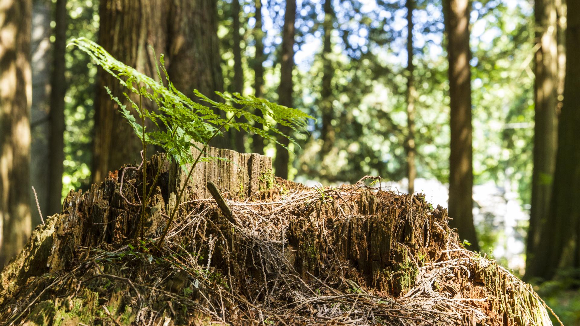 A small fern growing from the base of a tree in a forest.