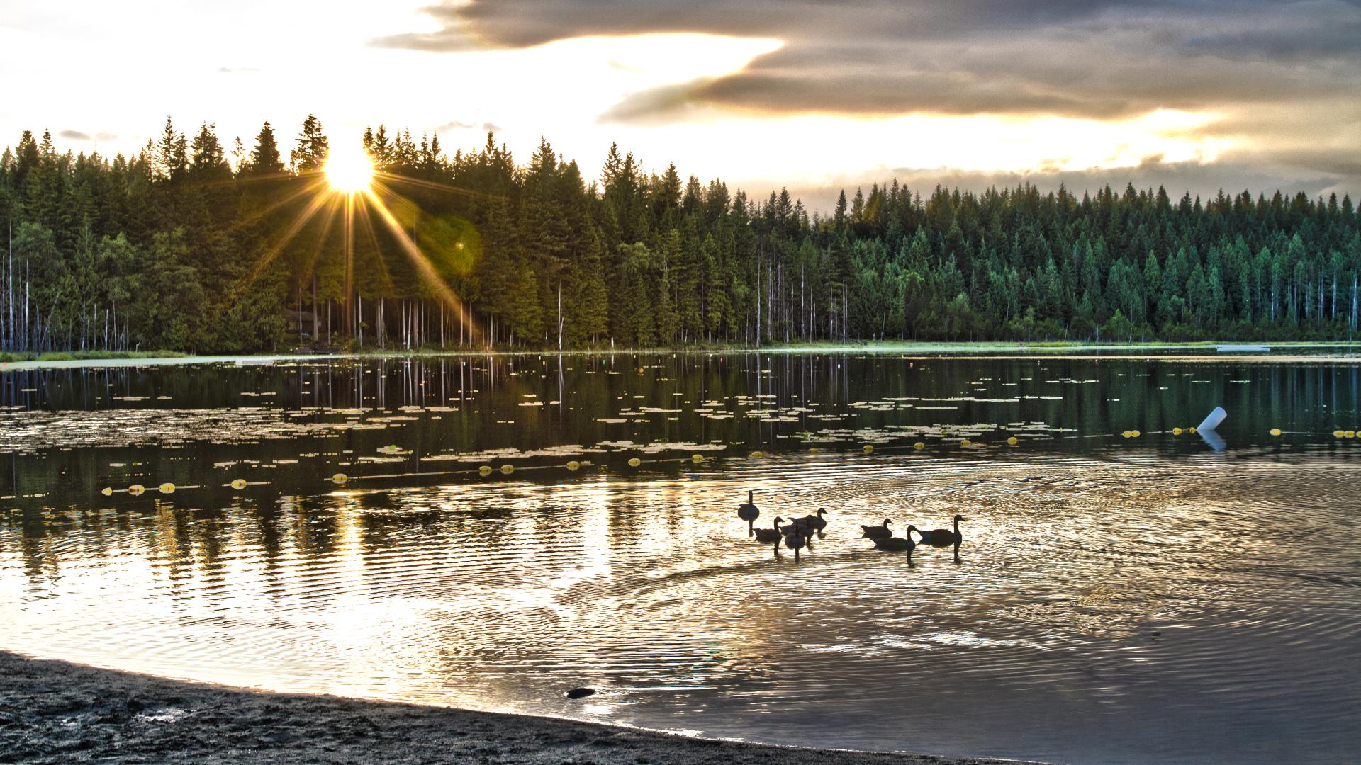 A family of ducks on an open lake. The sun sets behind the tree line of the opposite shore.