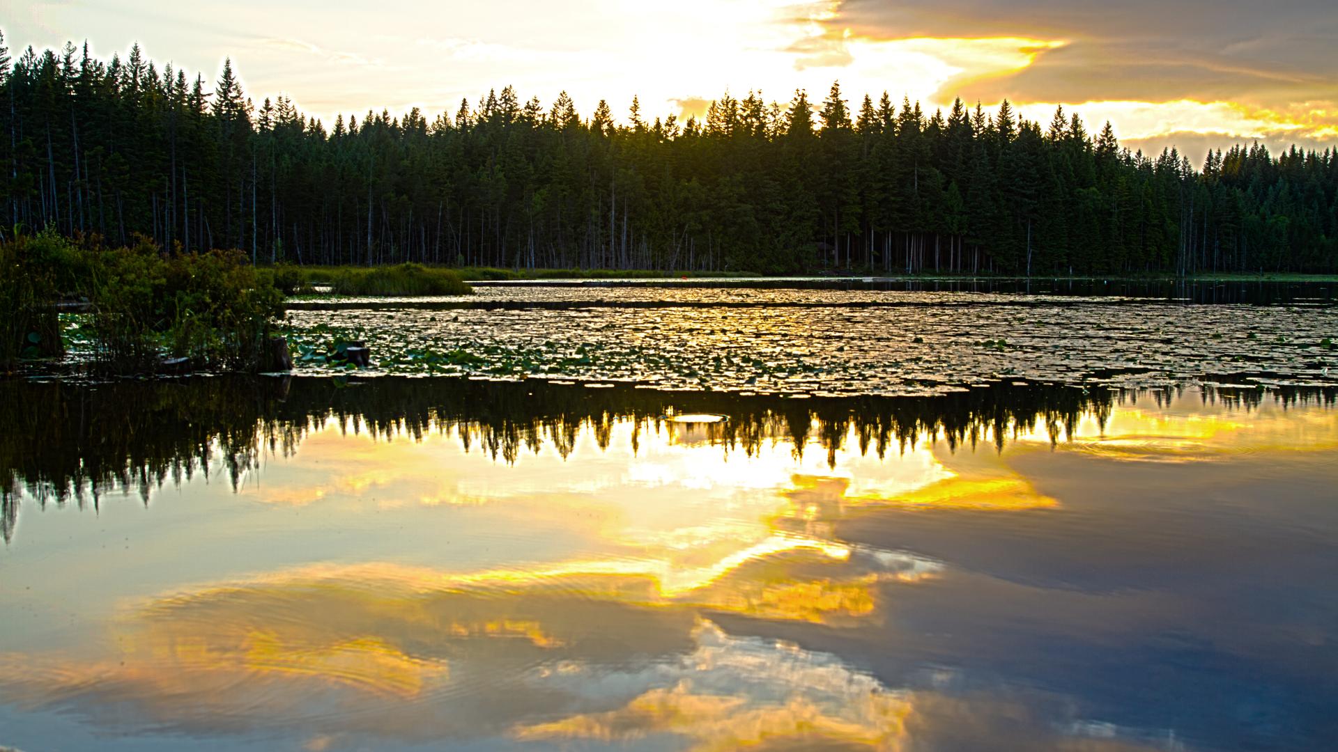 A still lake with lily pads. The sun sets behind trees on the opposite shore.