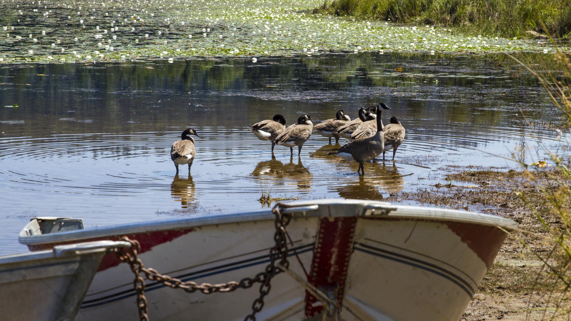 A group of ducks walks along the shore behind a row boat.