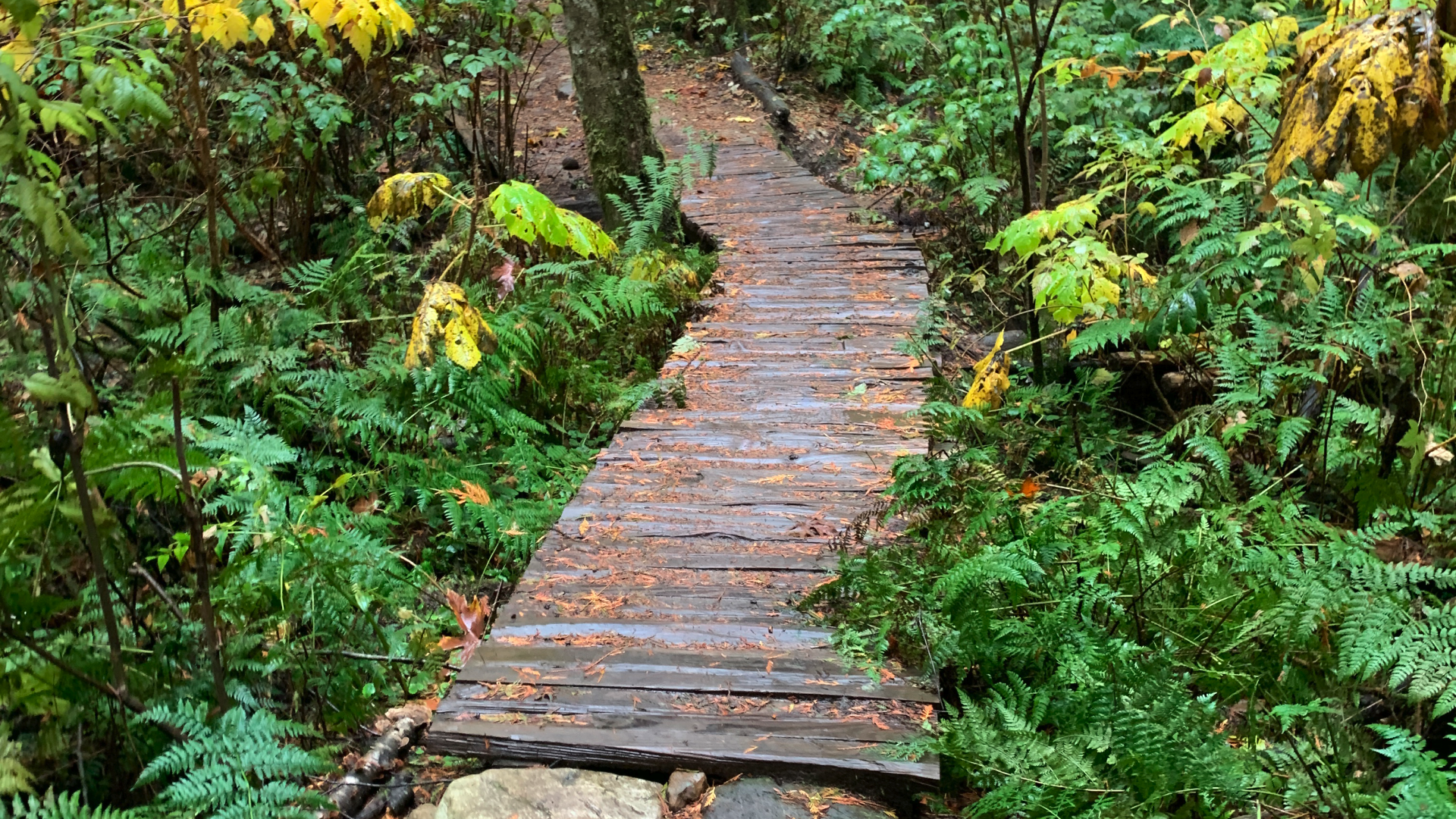 trail on Thornhill Park
