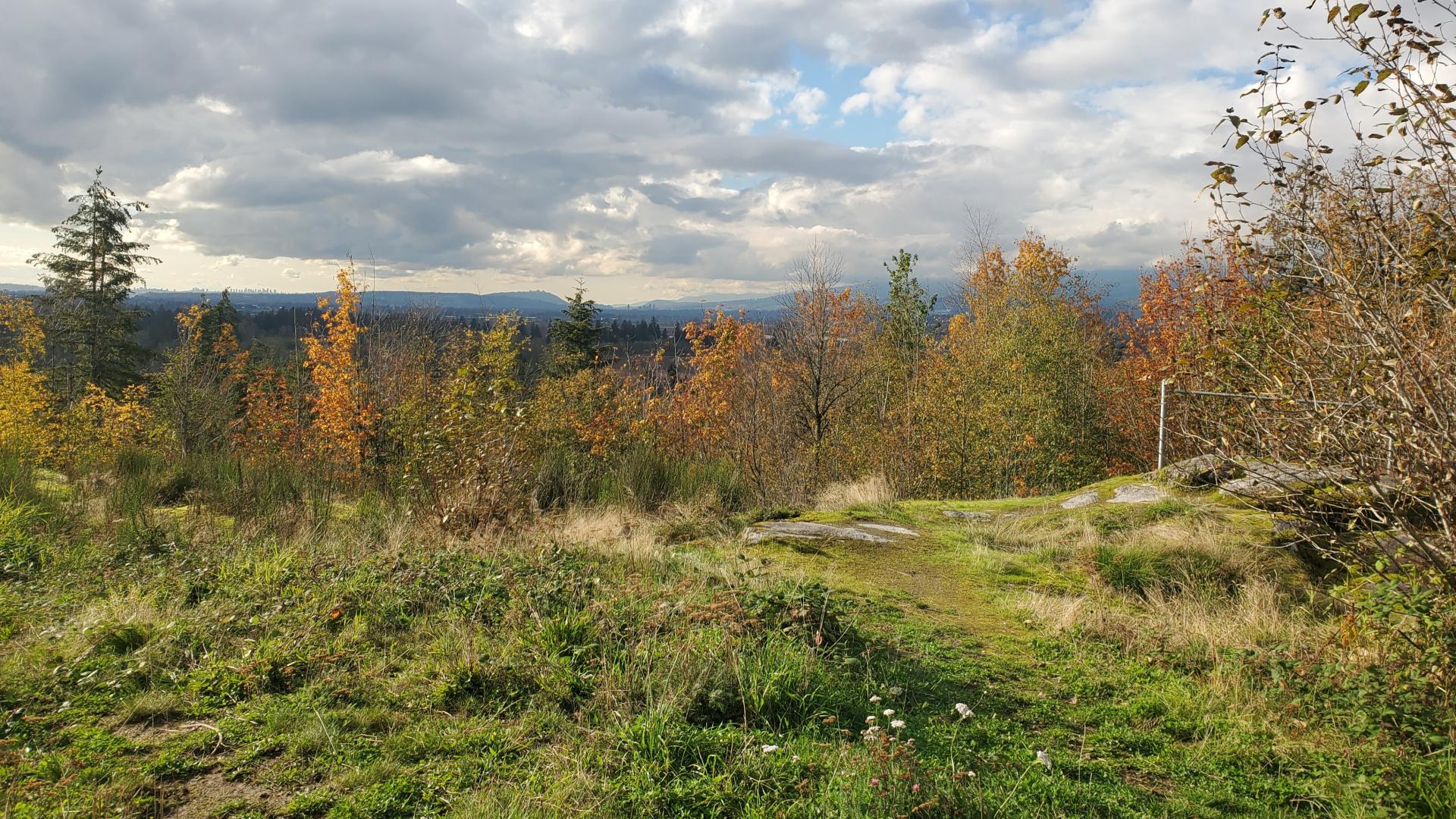 View to the horizon with fall colour trees in foreground and cloudy sky