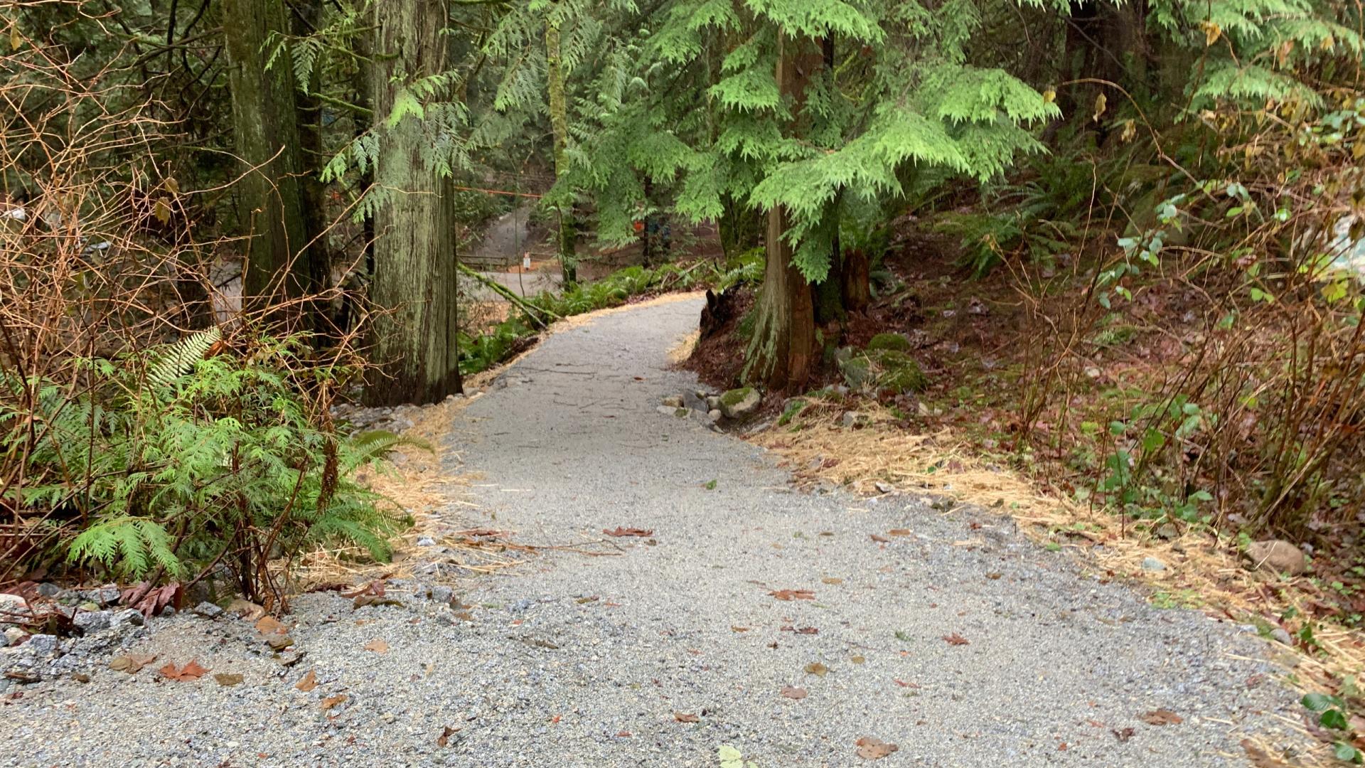 A winding gravel trail through an evergreen forest
