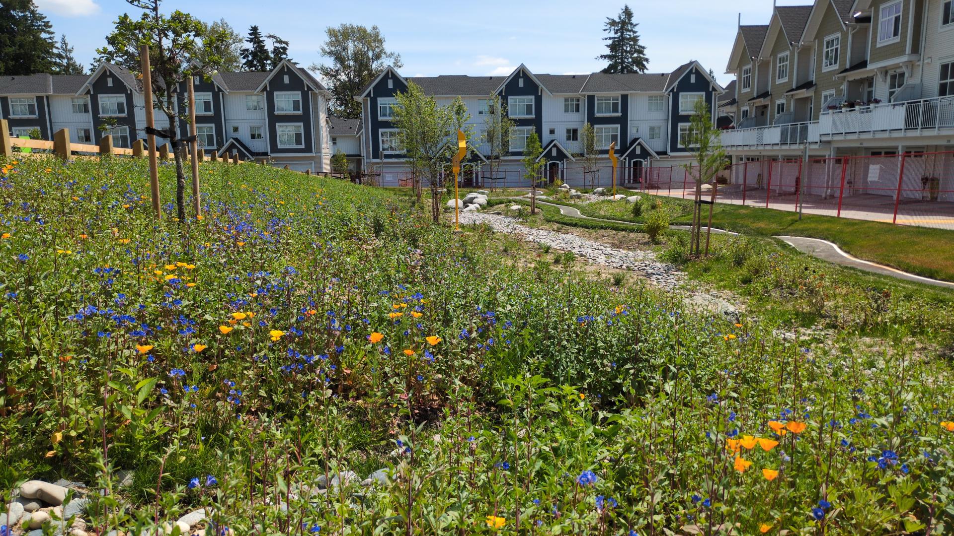 A wildflower meadow with scooter track winding through bioswale