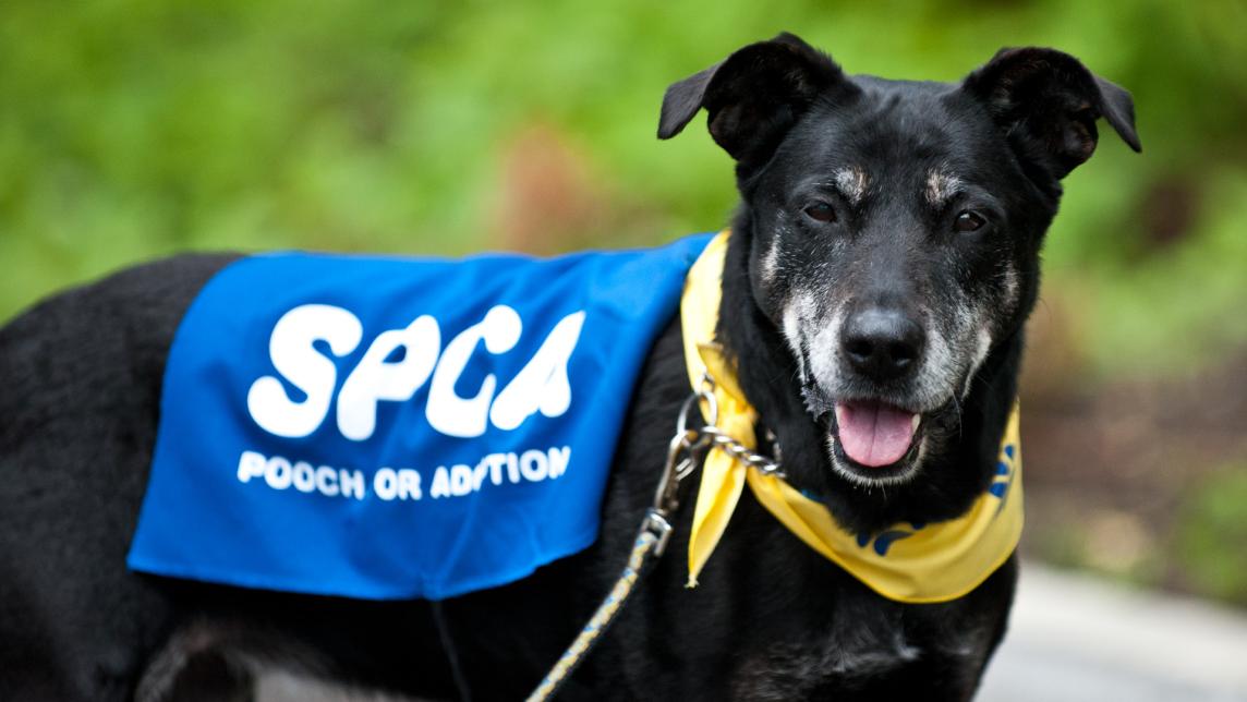 Black dog with greying muzzle, wearing a yellow bandana and a blue SPCA blanket.