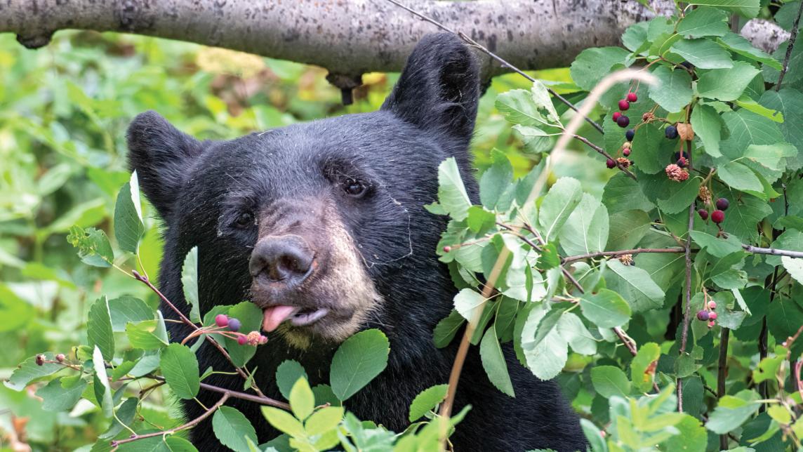 Black bear in green leaves and branches, snacking on berries.