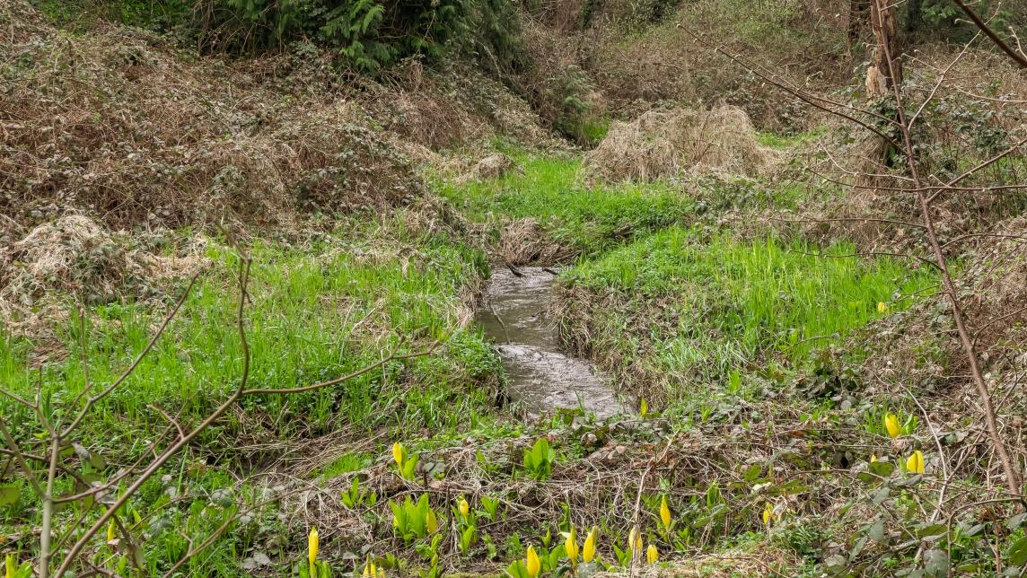 overgrown creek with grass and skunk cabbage