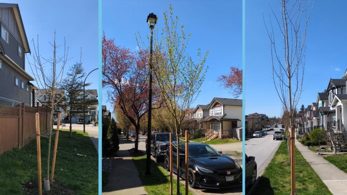 three pictures of street trees
