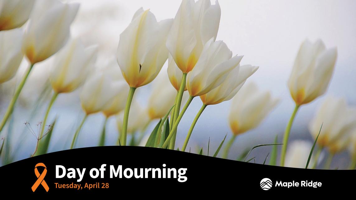 Day of Mourning - white tulips