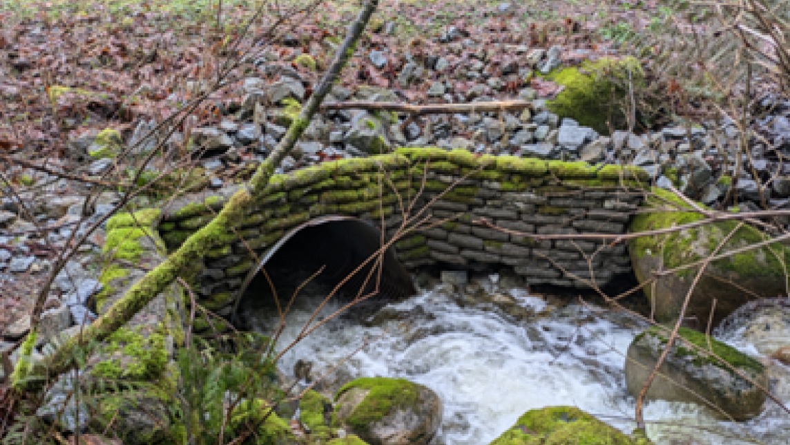The west outlet of the northern culvert on 269 Street over McFadden Creek