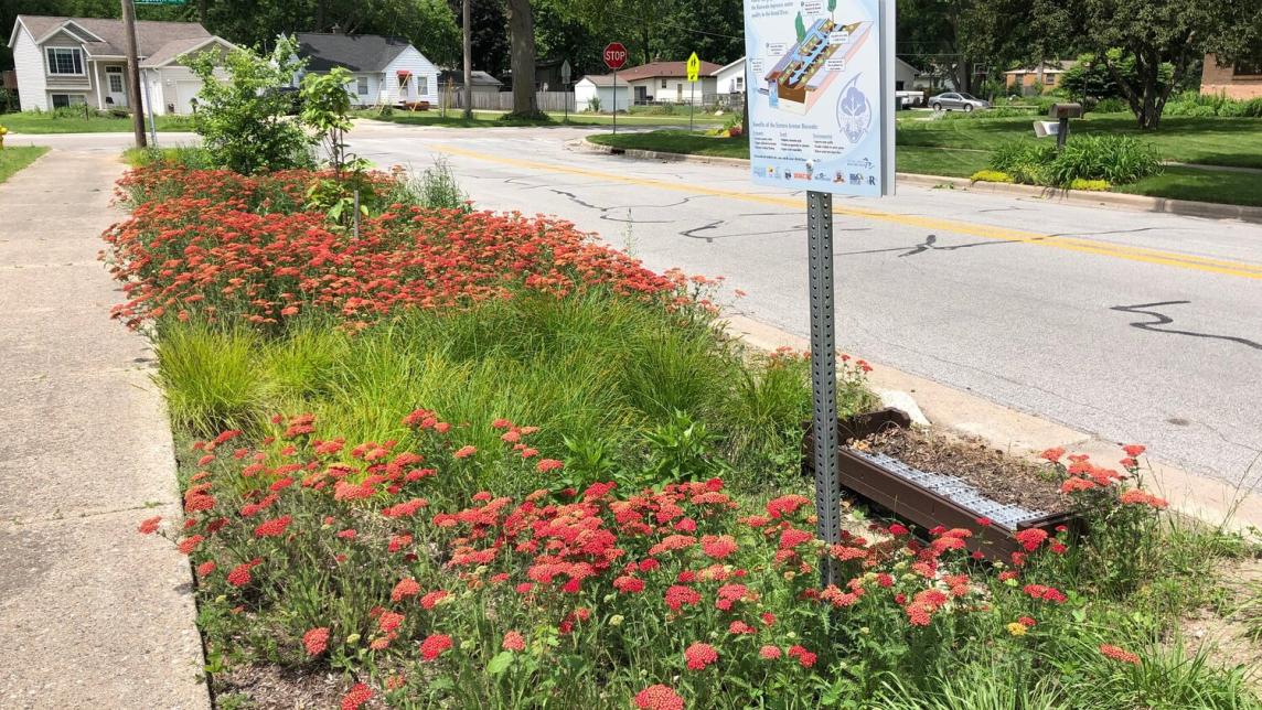 Bioswale with red blooms and green perennials and grasses. 
