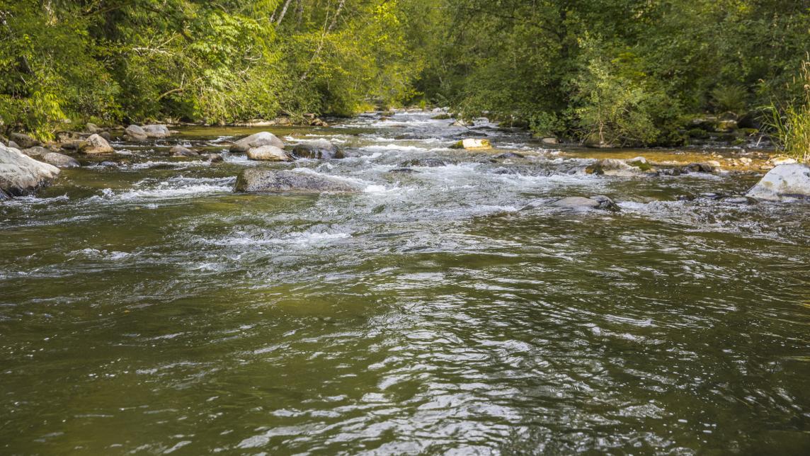 The South Alouette River's waves turn white as they encounter rocks and obstacles entering Davidson's pool.