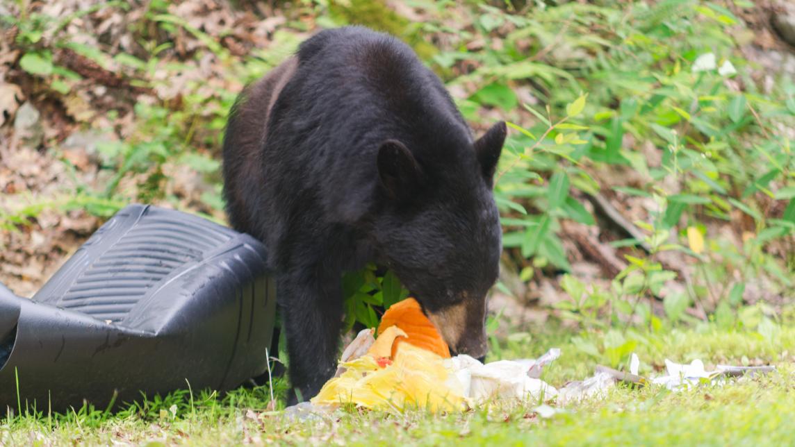 black bear eating contents of an overturned garbage can in a rural setting