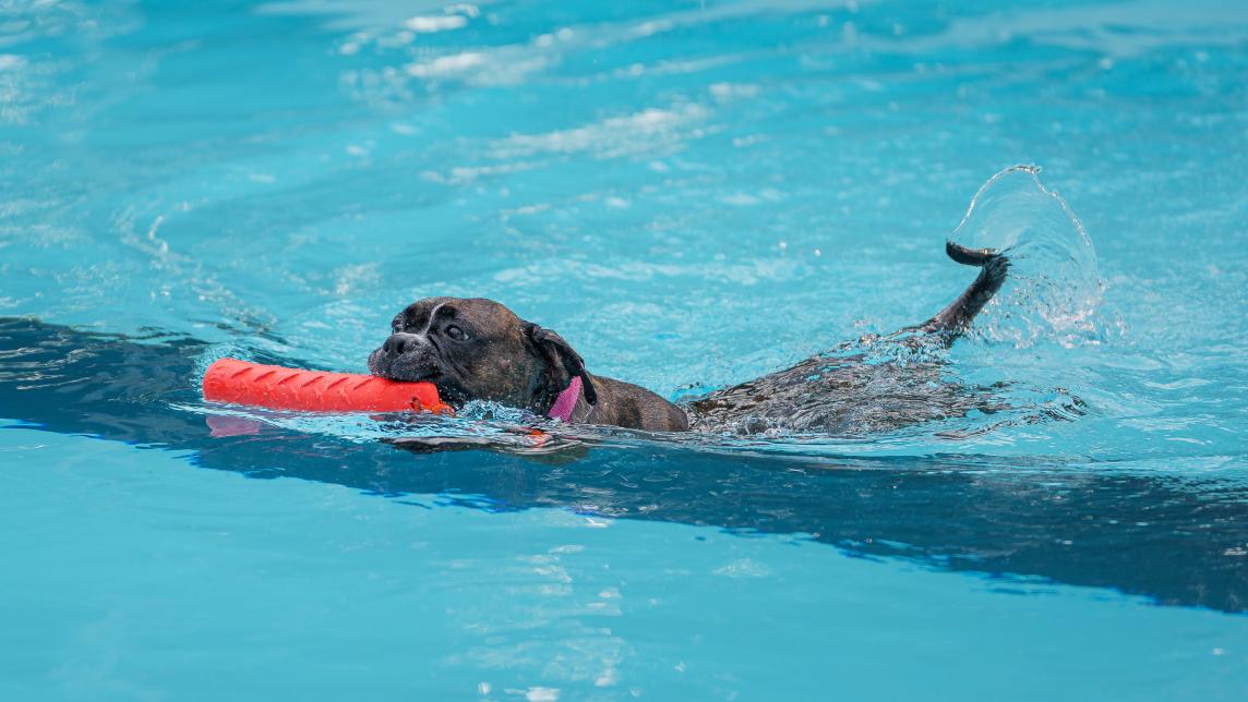 Dog Swimming with their Toy at Hammond Outdoor Pool