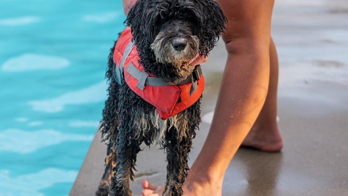 Dog Ready for a Swim with their Owner at Hammond Outdoor Pool