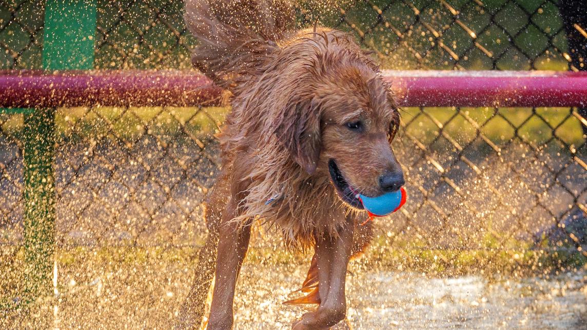 Dog Shaking Out the Water at Hammond Outdoor Pool