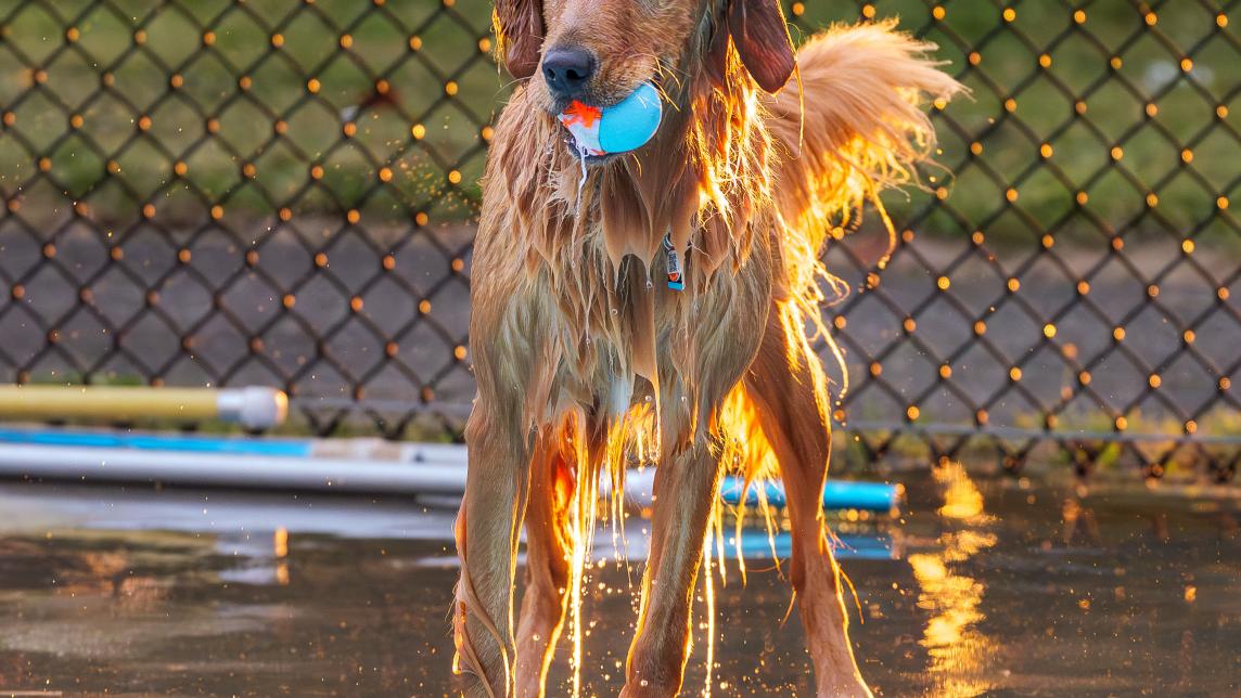 Dog Holding their Ball at the Pool Edge at Hammond Outdoor Pool