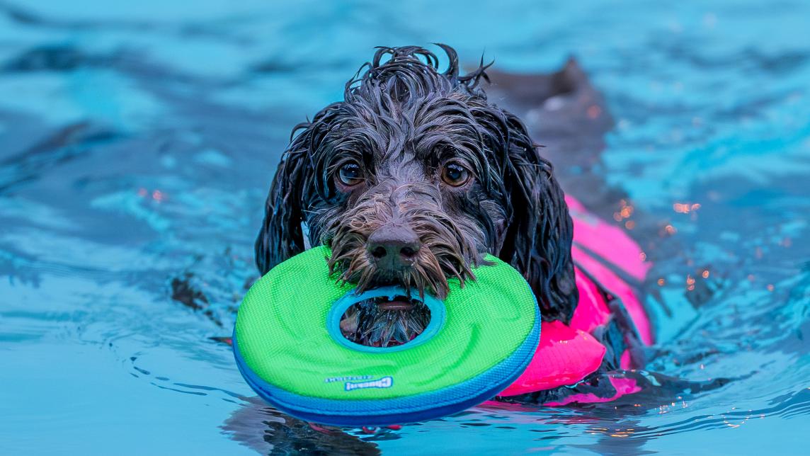 Dog Swimming with their Toy at Hammond Outdoor Pool