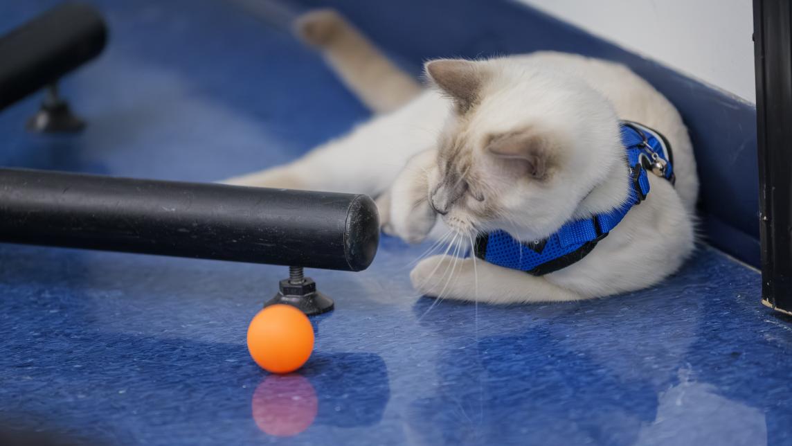 A seal point cat plays with an orange ball on the floor of the Greg Moore Youth Centre.