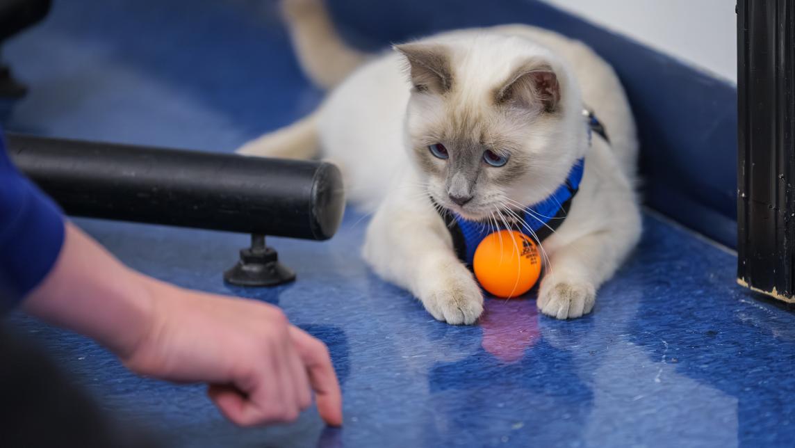 A seal point cat watches a person tapping the floor.