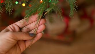 hand touching dry christmas tree