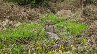 overgrown creek with grass and skunk cabbage