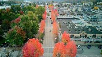 Maple Ridge with Fall trees lined on a street