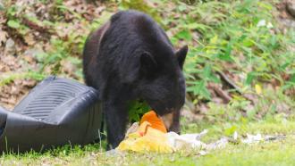 black bear eating contents of an overturned garbage can in a rural setting